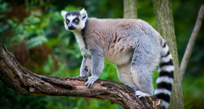 Lemurs acquire drug-resistant bacteria by sharing environment with humans